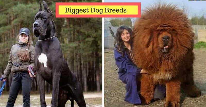 biggest dogs list