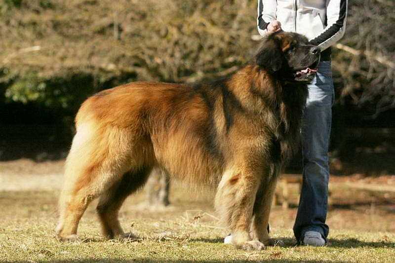 What Are The Top 10 Tallest Dog Breeds? PetHelpful | Atelier-yuwa.ciao.jp